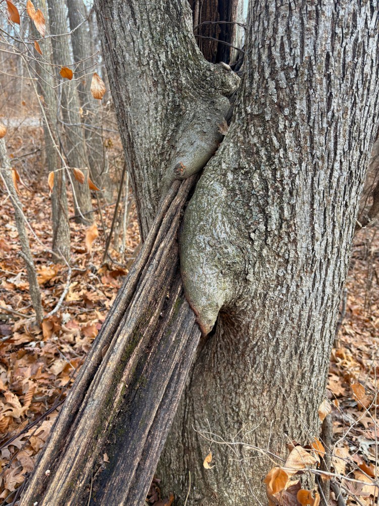 tree with fence post