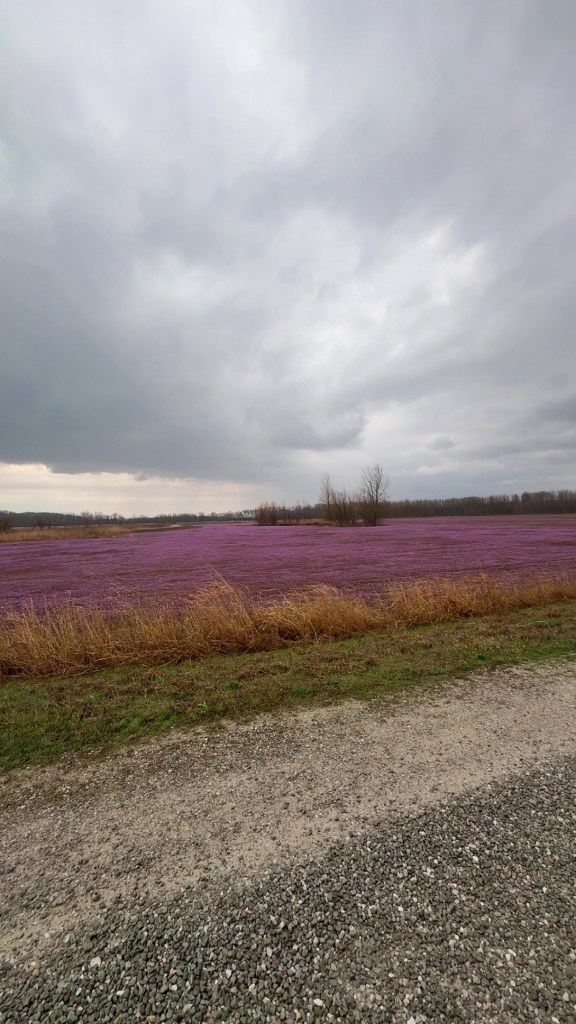Field of purple flowers during a rainstorm.